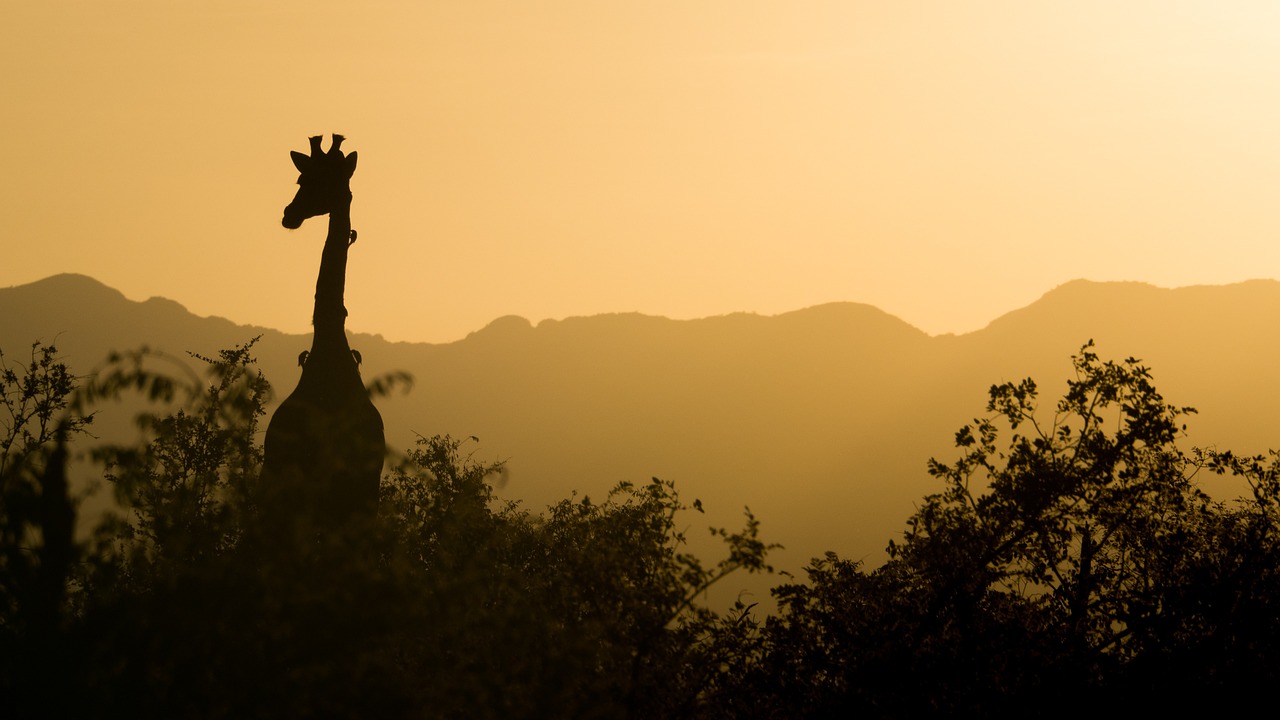 giraffe, sunset, south africa