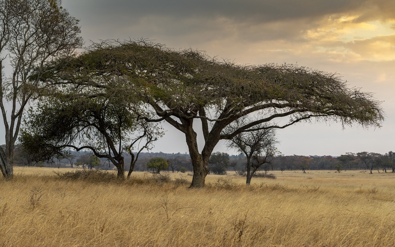 trees, meadow, savannah